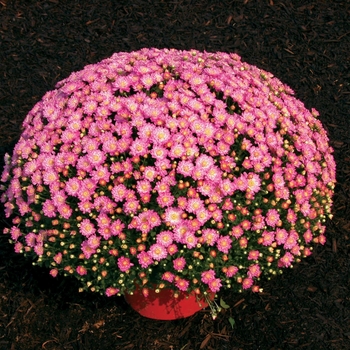 Chrysanthemum x morifolium 'Pink Fusion' 