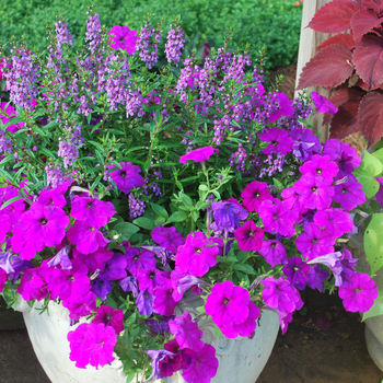Angelonia angustifolia Serena® 'Purple'