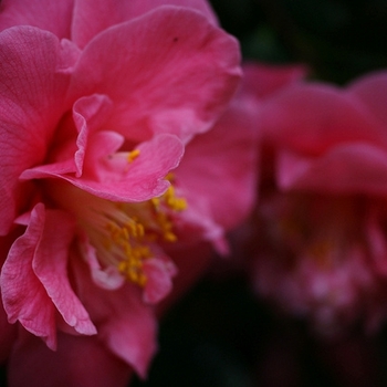 Camellia japonica 'Wildwood' 