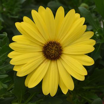 Osteospermum ecklonis FlowerPower™ Compact Yellow