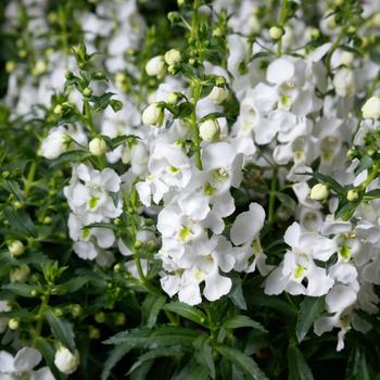 Angelonia angustifolia Angelissa™ White