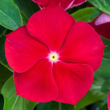 Catharanthus roseus Blockbuster™ Red with Eye