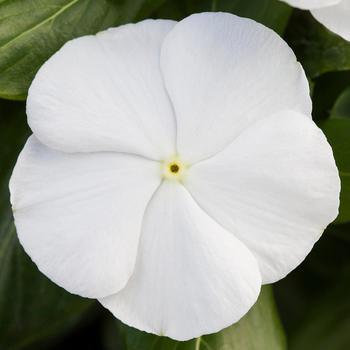 Catharanthus roseus Blockbuster™ White