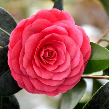 Camellia japonica 'Colonel Firey' 