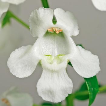 Angelonia angustifolia 'Cascade White' 