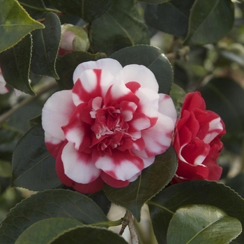 Camellia japonica 'Governor Mouton' 