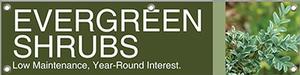 Evergreen Shrubs 47x12 - Bold