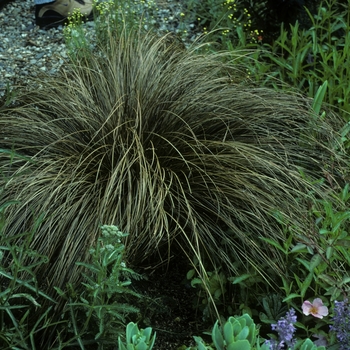 Carex comans 'Bronze Form' (002162)