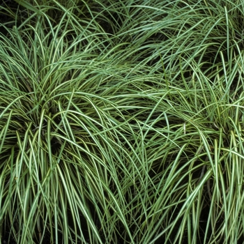 Carex morrowii 'Variegata' (005399)