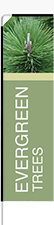 Evergreen Trees Feather Flag - Rectangle