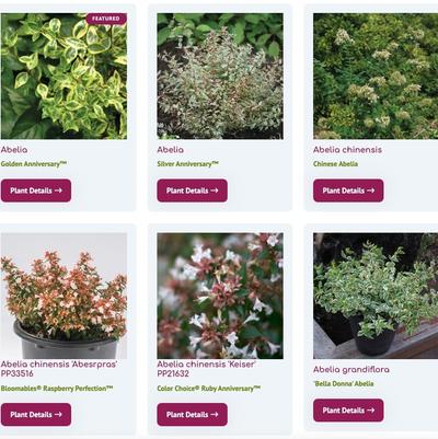 Increase Online Presence with a Digital Plant Library