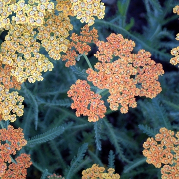 Achillea millefolium 'Terra Cotta' (000003)