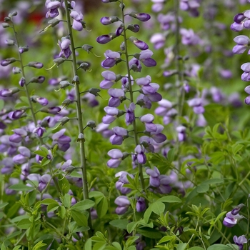 Aconitum napellus '' (000004)