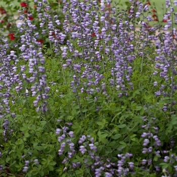 Aconitum napellus '' (000005)