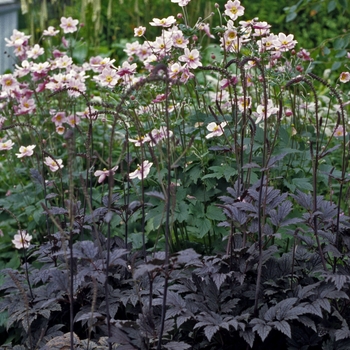 Anemone tomentosa 'Robustissima' (000016)