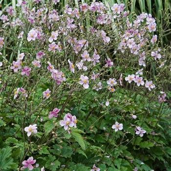 Anemone tomentosa 'Robustissima' (000017)