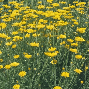 Anthemis tinctoria 'Kelwayi' (000022)