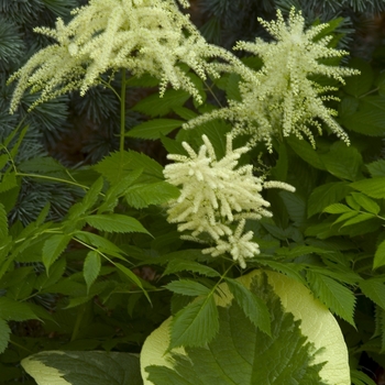 Aruncus dioicus '' (000029)