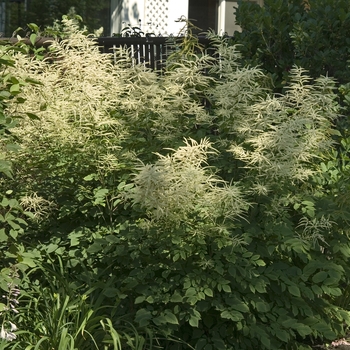 Aruncus dioicus '' (000030)