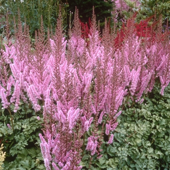 Astilbe chinensis 'Pumila' (000043)