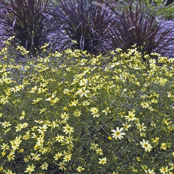 Coreopsis verticillata 'Moonbeam' (000058)