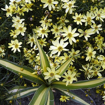 Coreopsis verticillata 'Moonbeam' (000059)