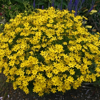 Coreopsis verticillata 'Moonbeam' (000060)