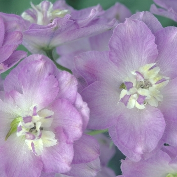 Delphinium elatum 'Blushing Brides' (000065)