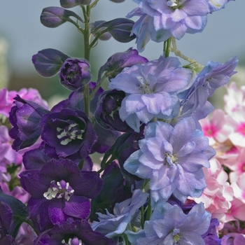 Delphinium elatum New Millennium™ 'Mix' (000069)