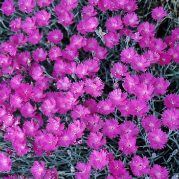 Dianthus gratianopolitanus 'Firewitch' (000074)