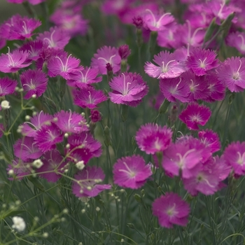 Dianthus gratianopolitanus 'Firewitch' (000075)