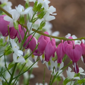 Dicentra spectabilis '' (000079)