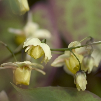 Epimedium x versicolor 'Sulphureum' (000081)