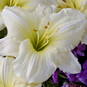 Hemerocallis 'Joan Senior' (000087)