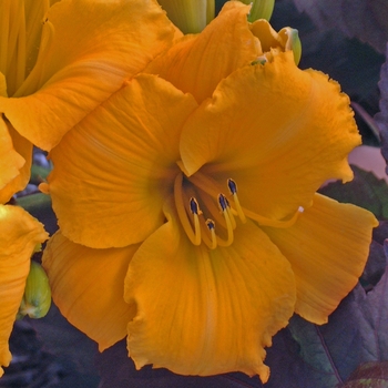 Hemerocallis 'Mary's Gold' (000091)