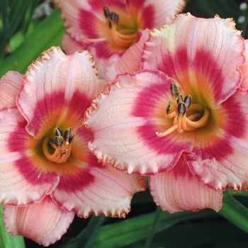 Hemerocallis 'Strawberry Candy' (000096)