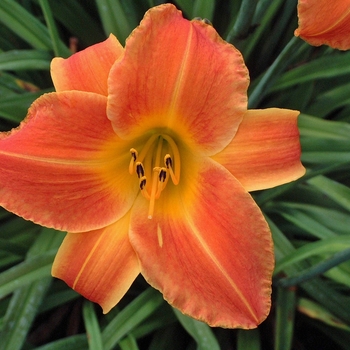 Hemerocallis 'Bright Sunset' (000103)