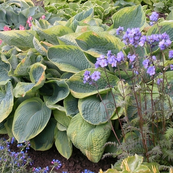 Hosta 'Frances Williams' (000135)