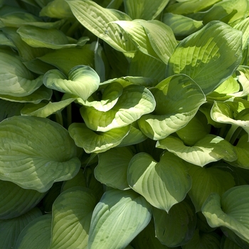 Hosta 'Gold Standard' (000136)