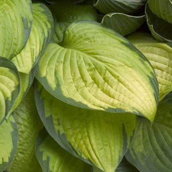 Hosta 'Gold Standard' (000138)