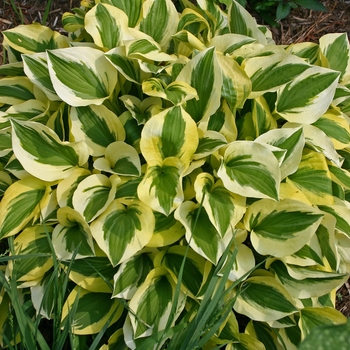 Hosta 'Grand Prize' (000141)