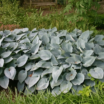 Hosta 'Halcyon' (000148)