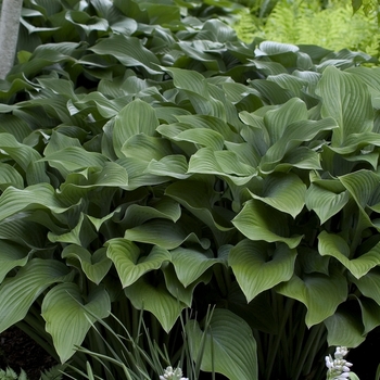 Hosta 'Krossa Regal' (000152)