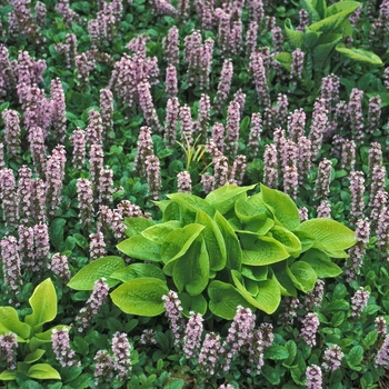 Hosta 'Little Aurora' (000154)