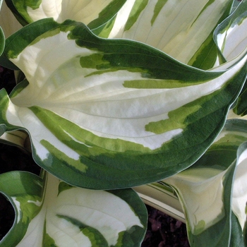 Hosta 'Loyalist' (000158)