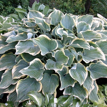 Hosta 'Regal Splendor' (000174)