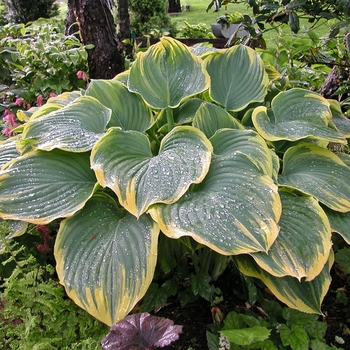 Hosta 'Sagae' (000183)