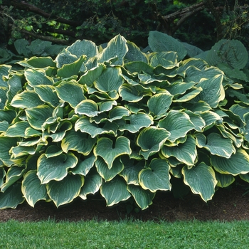 Hosta 'Sagae' (000185)