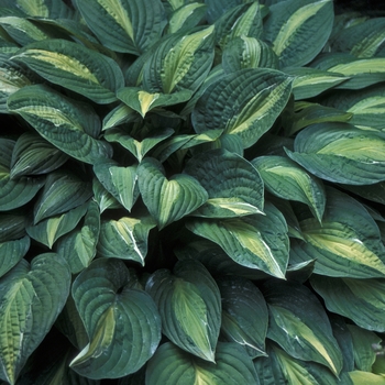 Hosta 'Striptease' (000189)