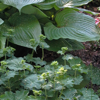 Hosta 'Sum and Substance' (000191)